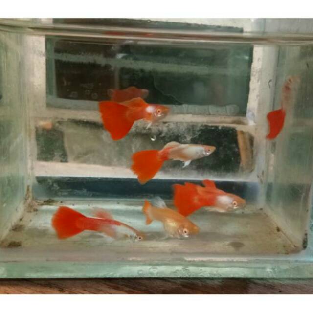 Aksesori Kolam Trio Albino Platinum Half Red