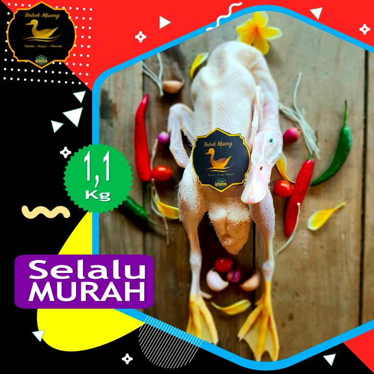 

Bebek potong hibrida 1,1 Kg DISKON selalu segar dan murah