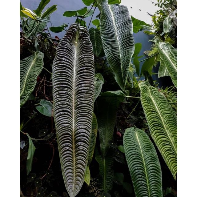 Anthurium Veitchii Darkform Narrow