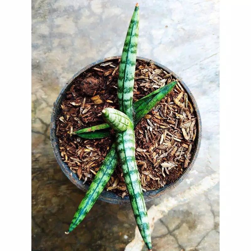 SANSIVERA BONCEL - SANSIVERA MINI