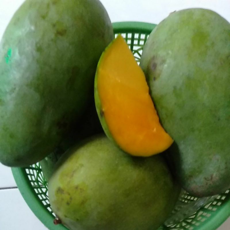 

Mangga Pencit Gadung kilogram