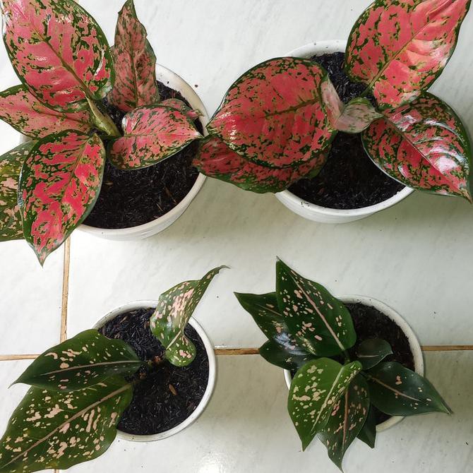 Tanaman Hias Aglomema Paket 4 Janeamarashop