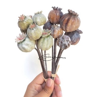 

Artificial Poppy Pods | Rustic Flower | Bunga Rustic | Properti Photo | Properti Foto | Florist | Bunga Palsu