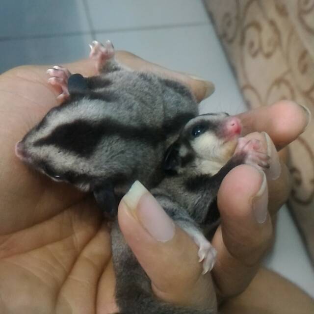 Jual Sugar Glider Joey Shopee Indonesia