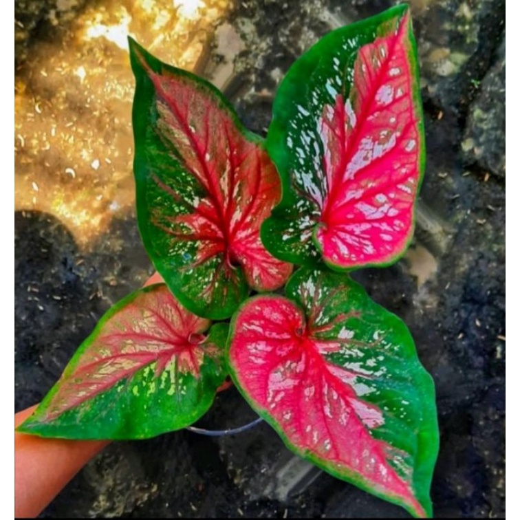 Tanaman Hias Keladi red clown anakan murah / keladi hias red clone anakan murah