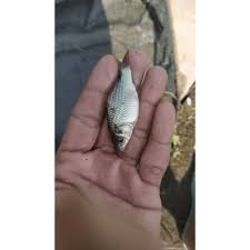 Ikan mas majalaya Paket 50 ekor - ikan mas ukuran korek gas - bibit ikan mas - bibit ikan budidaya