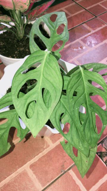 Janda Bolong Monstera Obliqua Tanaman Rambat Gantung Shopee Indonesia