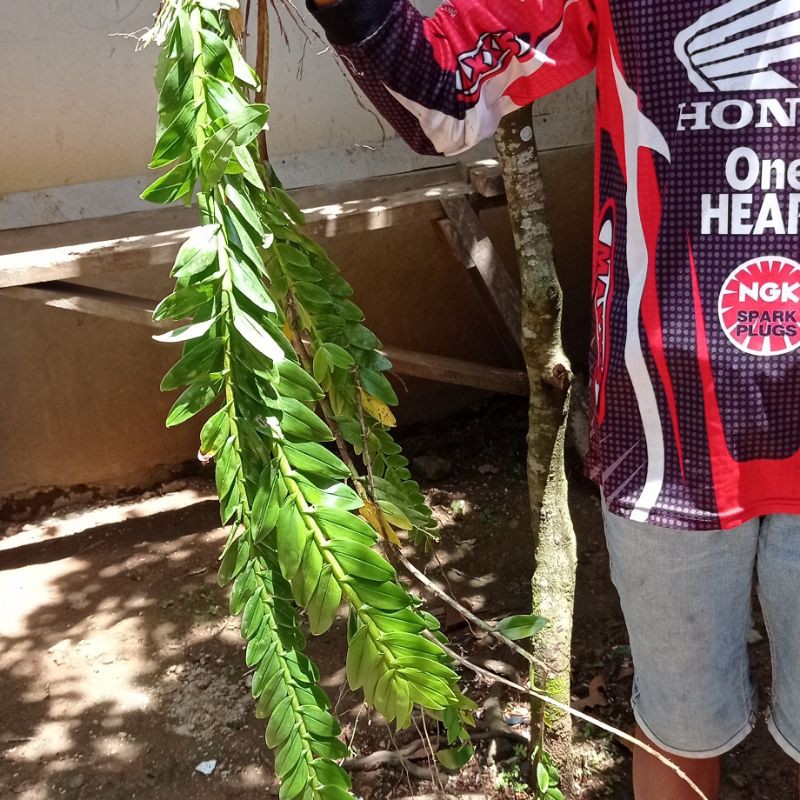 Angrek kelabang super jumbo