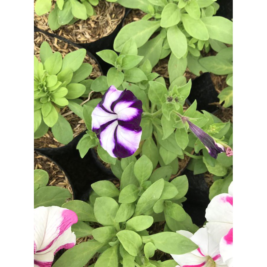 Bibit tanaman bunga petunia ada