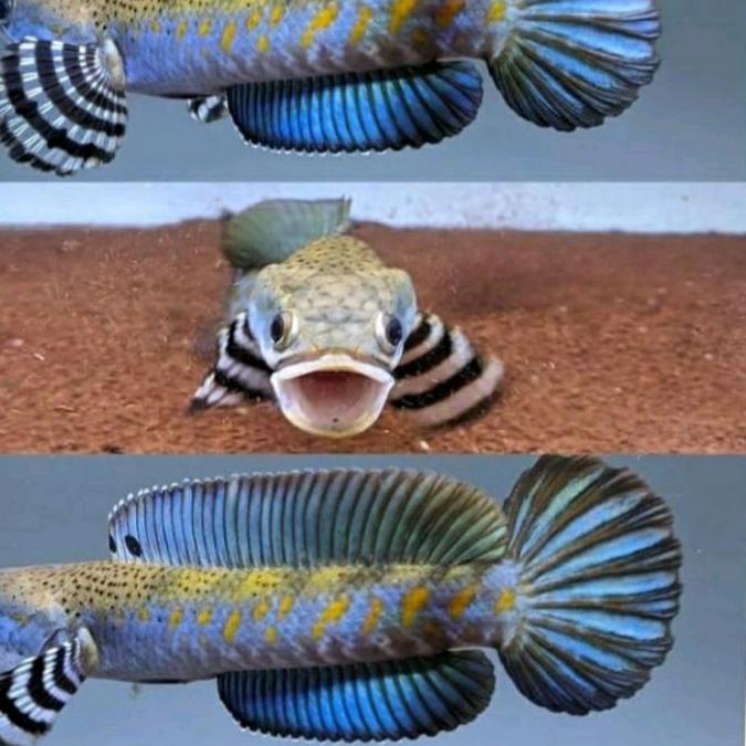 ⚡iap Kirim PROMO BLUE PULCHRA UK 9-10cm SINGLE FIGHTER MURAH harga bersaing