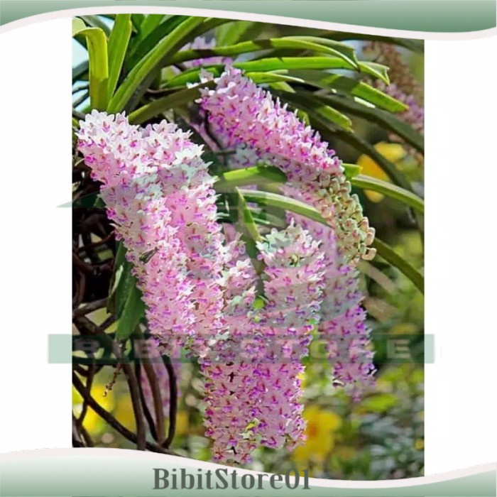 anggrek ekor tupai dewasa