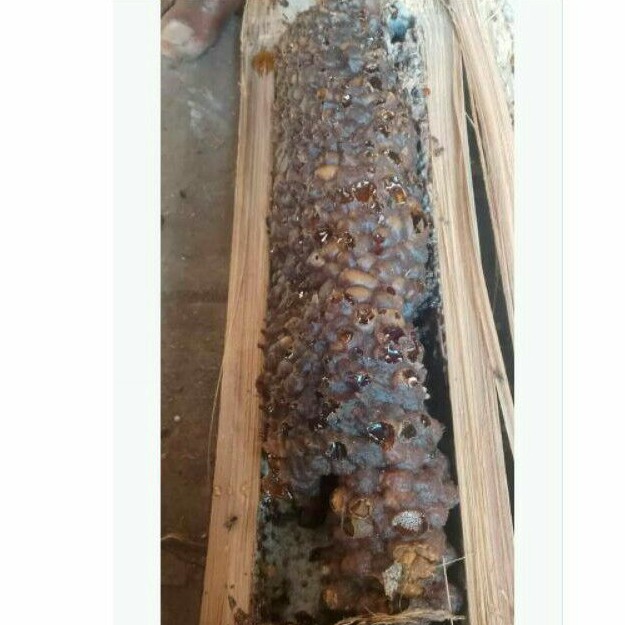 

Madu klanceng / lanceng/ kelulut/ tiuwel murni 110 ml