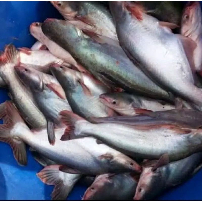 

Ikan patin 5gr