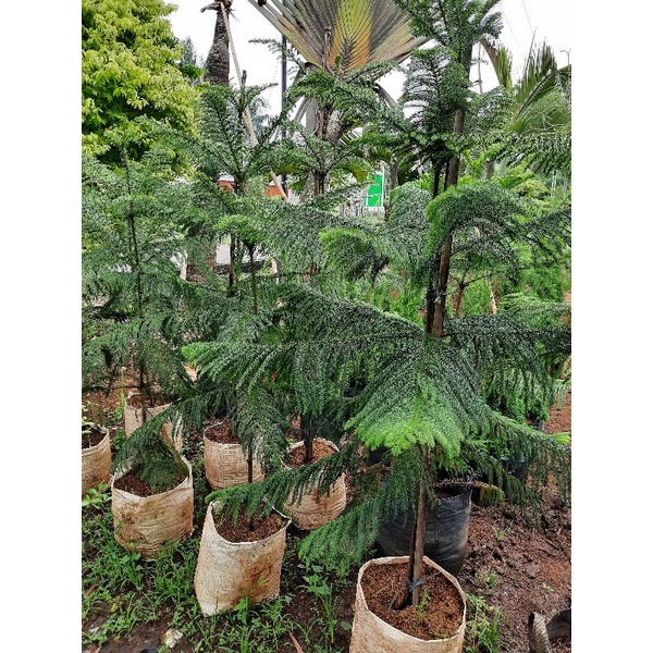 TANAMAN CEMARA NORFOLK TINGGI 2 METER
