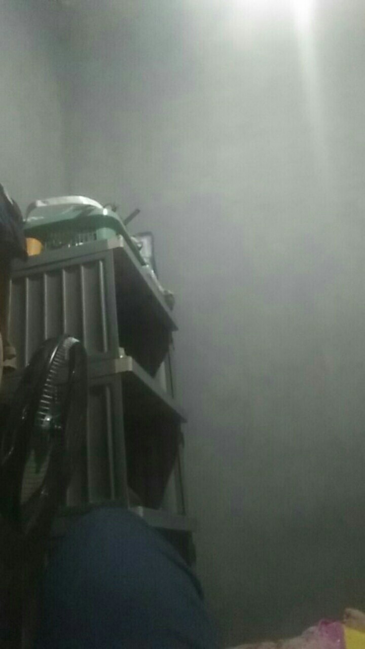 Aglonema Rotundum Aceh Bibit2-3daun Baby Minim Order 5plant