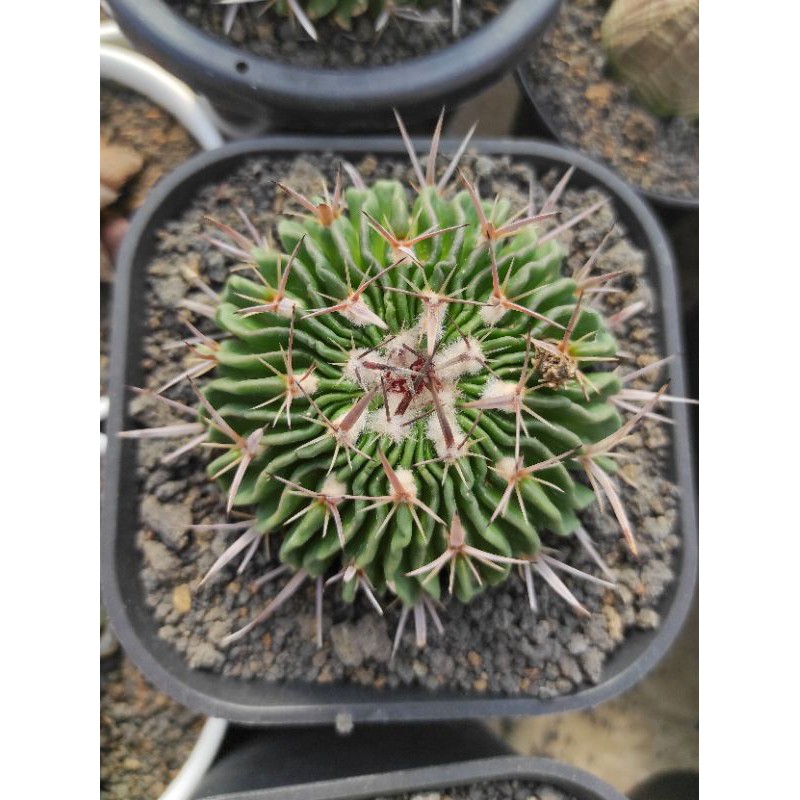 Steno Cactus Ownroot