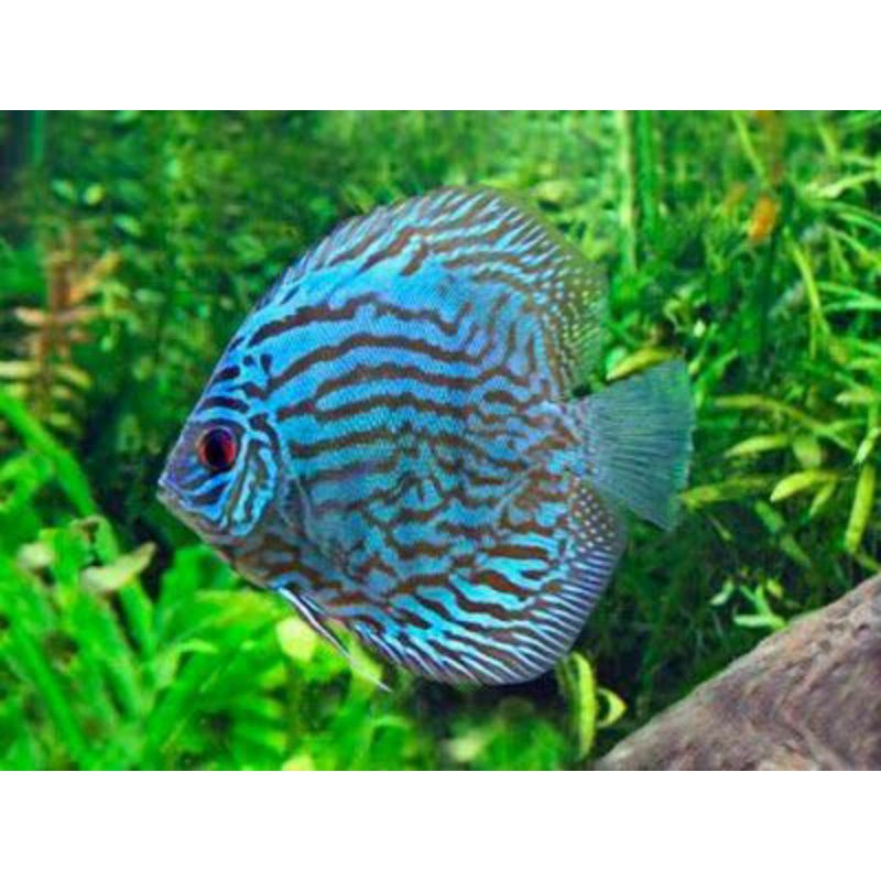 ikan discus turquoise