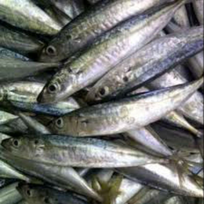 Ikan Layang Deles ikan Cue 1kg