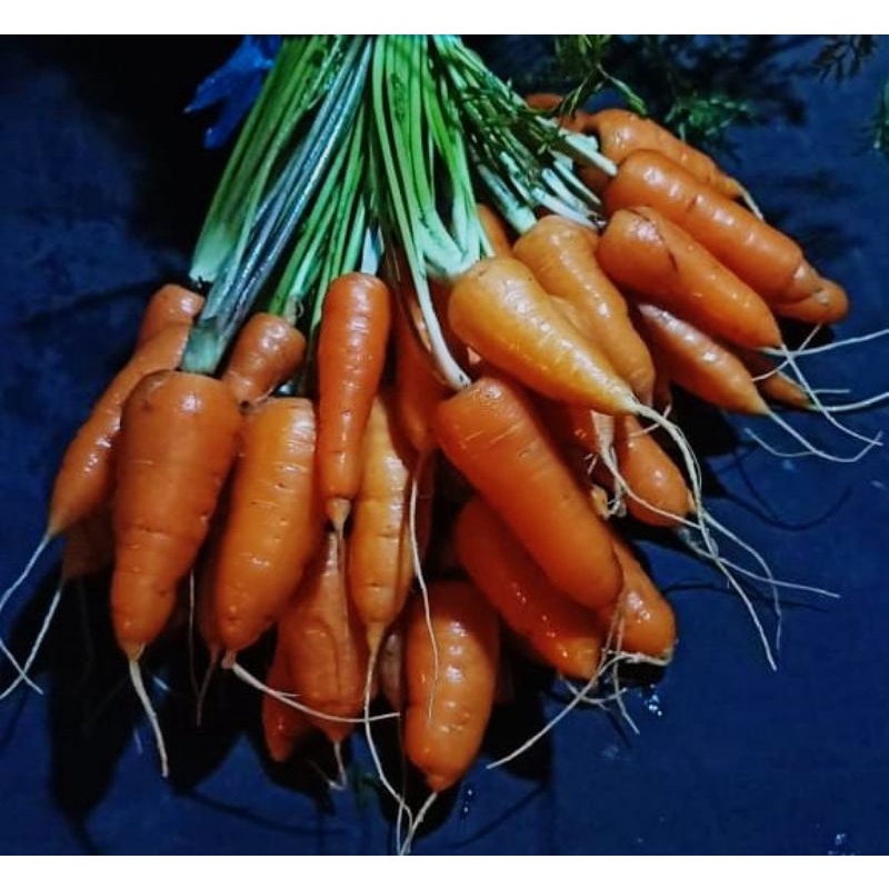 

[SAKHARA SHOP] WORTEL ORGANIK (500 GRAM)