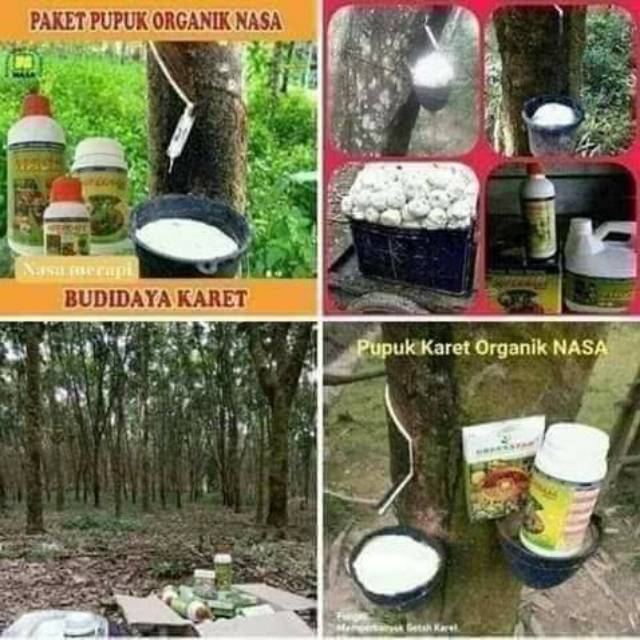 Pupuk organik pohon karet