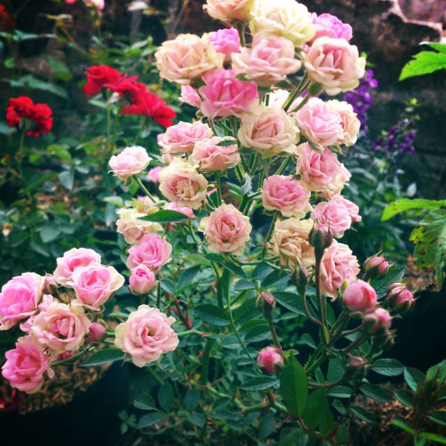 Tanaman Bunga Mawar Baby Rose Pink (rosa polyantha)