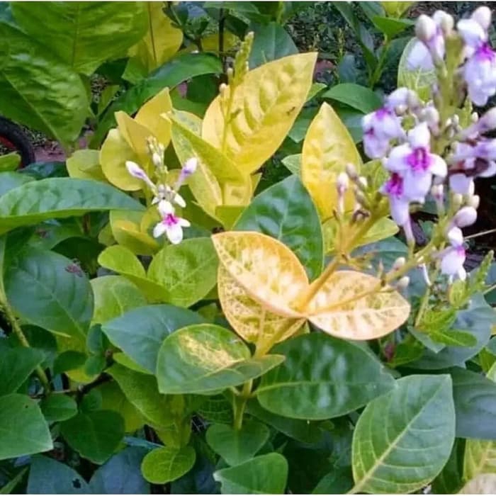 Jual tanaman hias melati jepang/melati jepang/pohon melati jepang