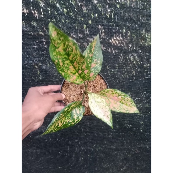 Aglaonema Ruby Orange