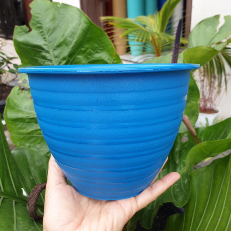 Pot bunga raja tawon SIK 18 BIRU ROYAL BLUE cantik tebal kuat murah