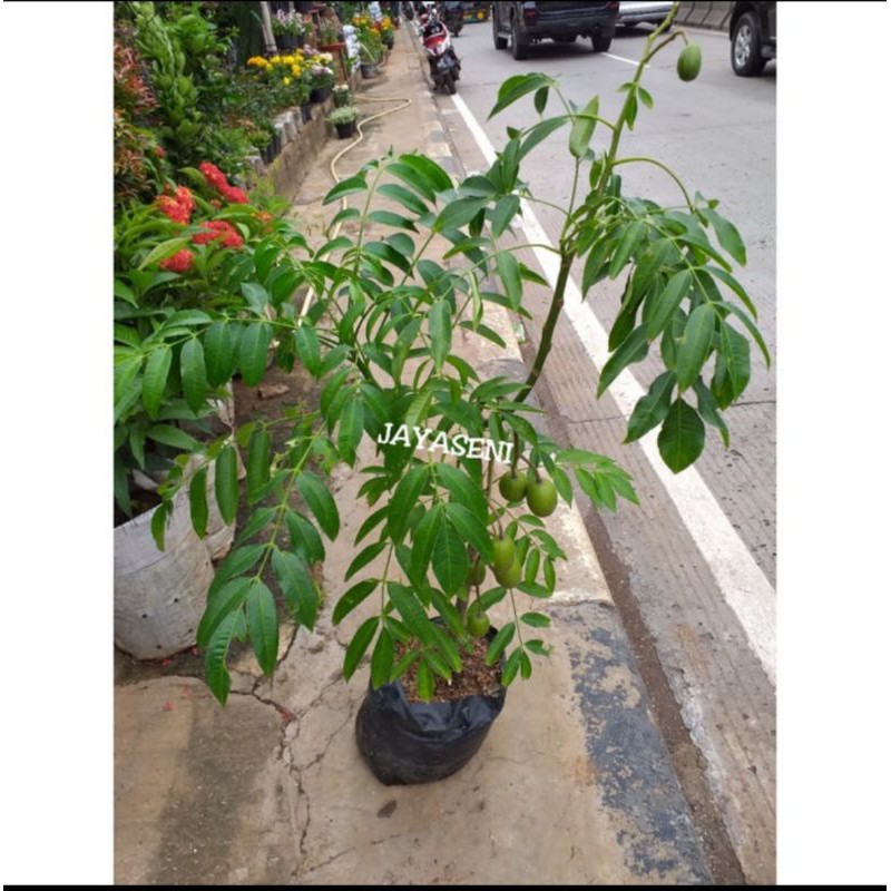 TANAMAN HIAS KEDONGDONG/POHON KEDONGDONG