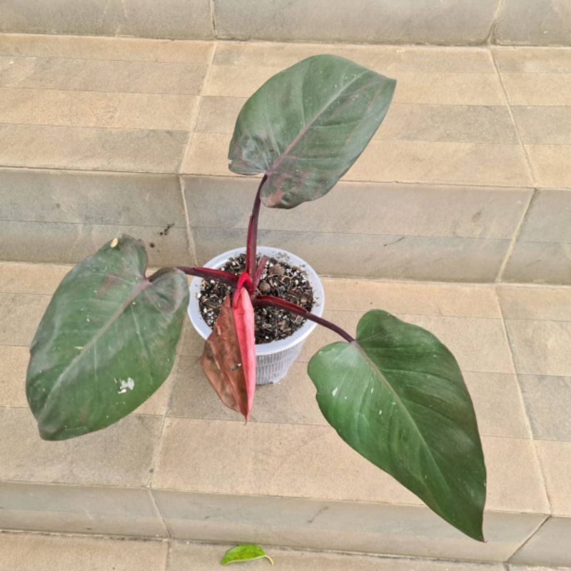pink princess philodendron