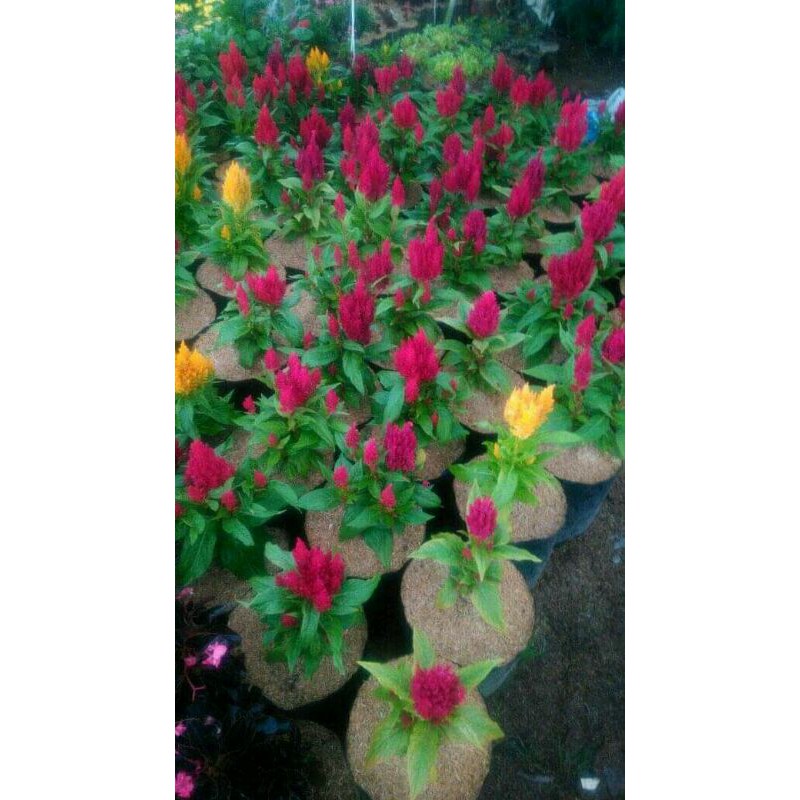 celosia