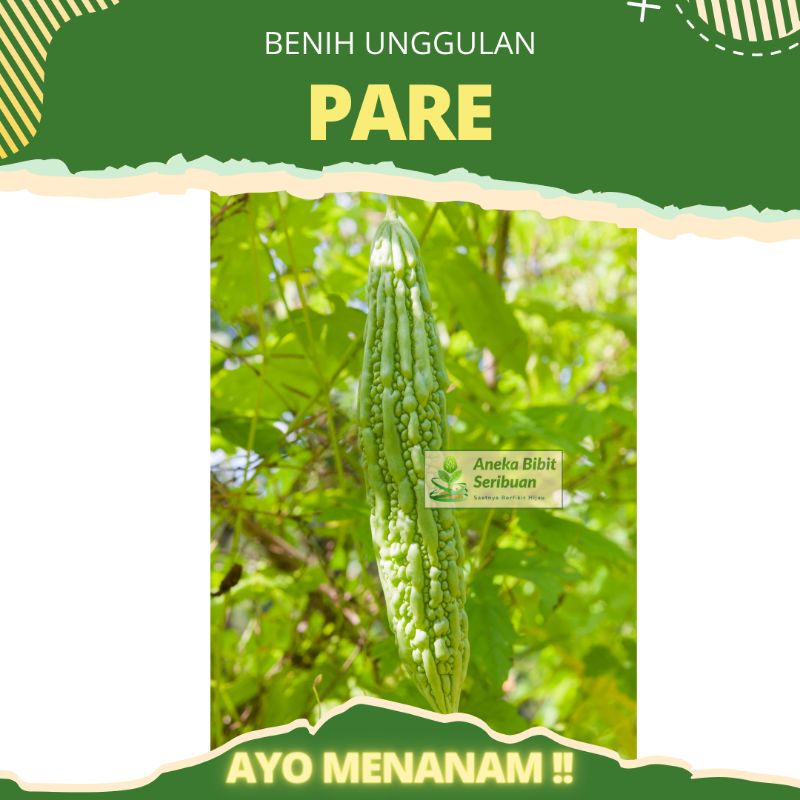 Benih pare unggulan bibit parai  &quot;hokian&quot;