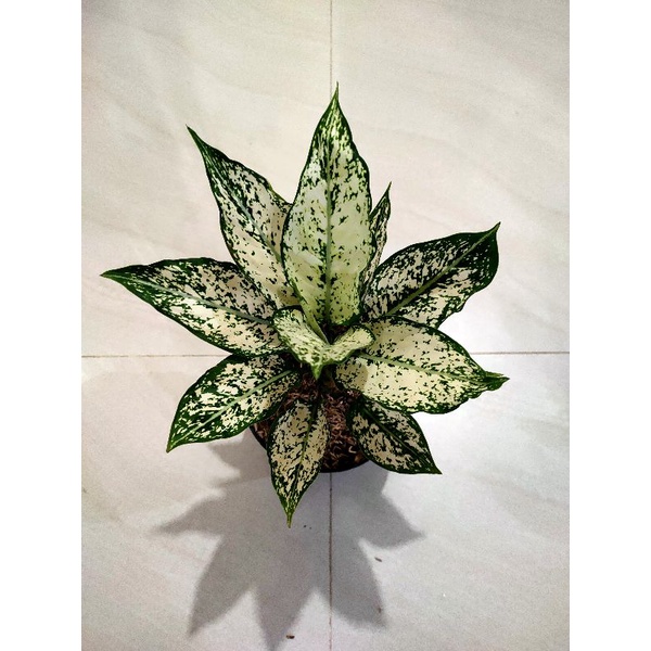 aglonema snow white dewasa indukan / jumbo