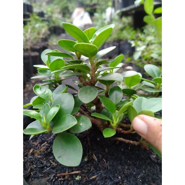 beringin mangkok mikro