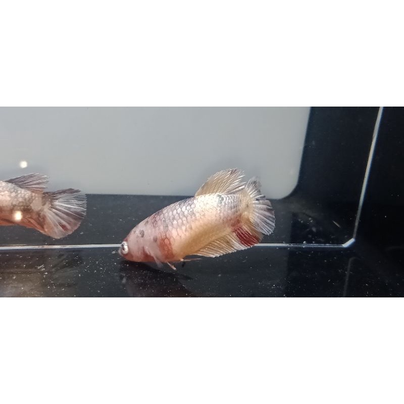 female nemo cooper gold