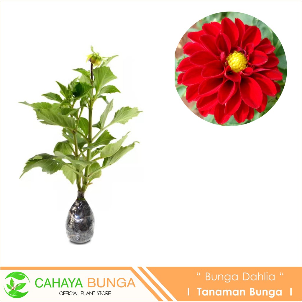 Tanaman Hias Bunga Dahlia Merah Shopee Indonesia