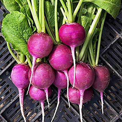 Benih-Bibit Radish Purple Plum (Haira Seed)