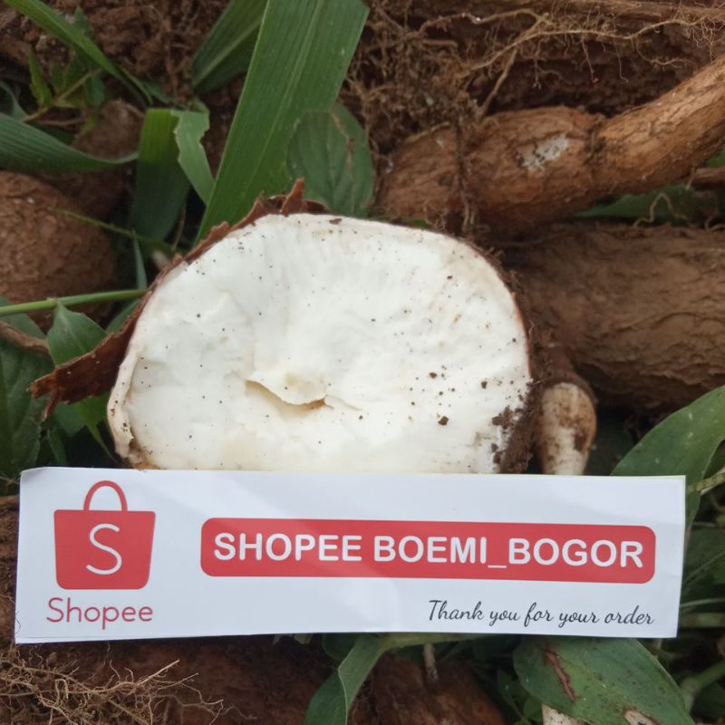 

Singkong Bogor Fresh