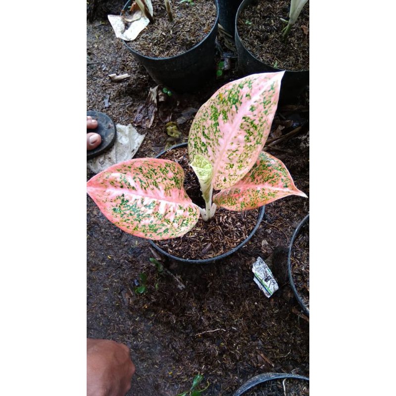 aglonema stardas orange