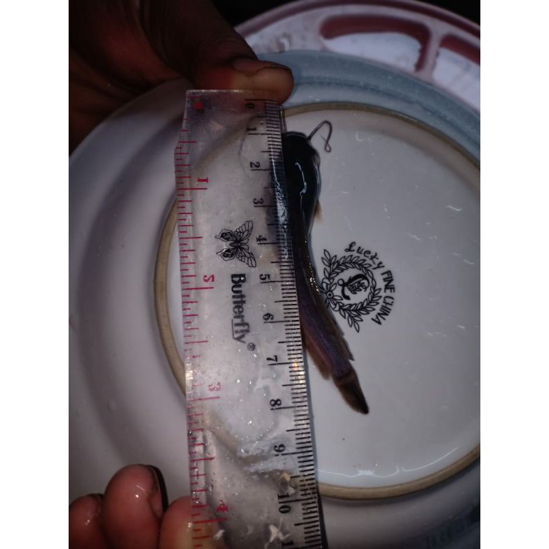 BIBIT/LELE/BENIH/LELE