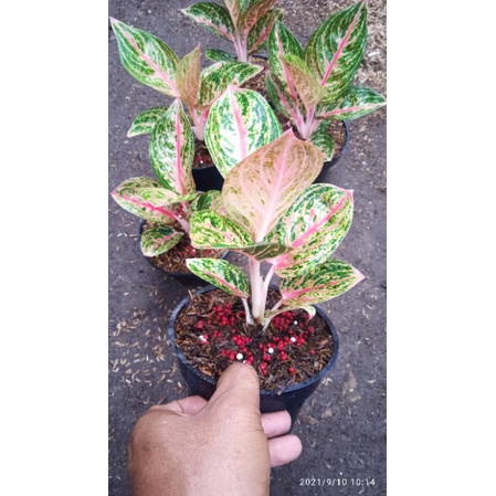 aglaonema widuri tulang merah