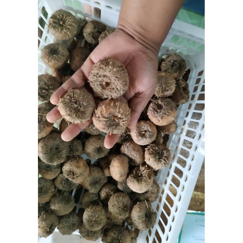 bibit umbi porang 1kg isi 20-30 asli dorman asli madiun siap tanam lokal madiun