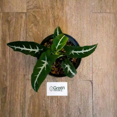 Janda Bolong Andasoni ( Foto Real )