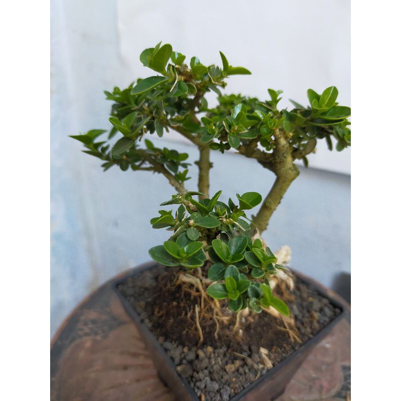 Tanaman hias bonsai sancang