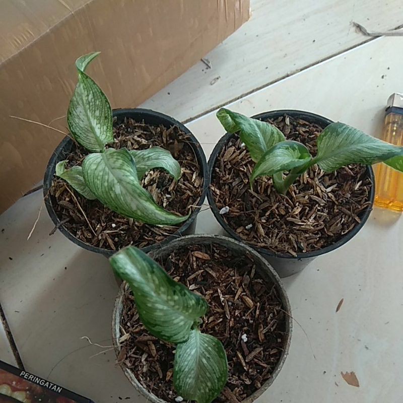 bibit aglonema diven daun terbalik