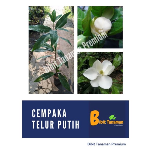 BIBIT CEMPAKA TELUR PUTIH / CEMPAKA TELOR (BIBIT TANAMAN PREMIUM)