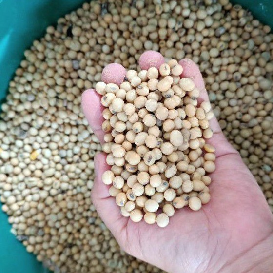 

Biji Kacang Kedelai Import (500g) Soya Beans / Kacang Dele Mentah