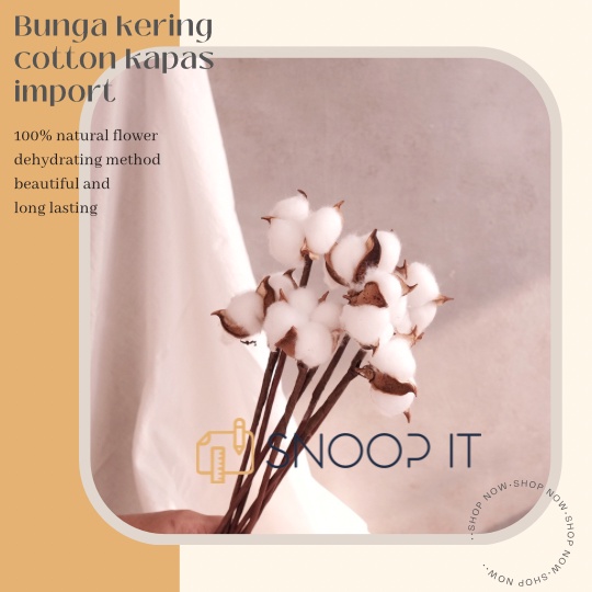 bunga kapas cotton dried flower kering bouquet buket hiasan vas dekorasi import kerajinan tangan