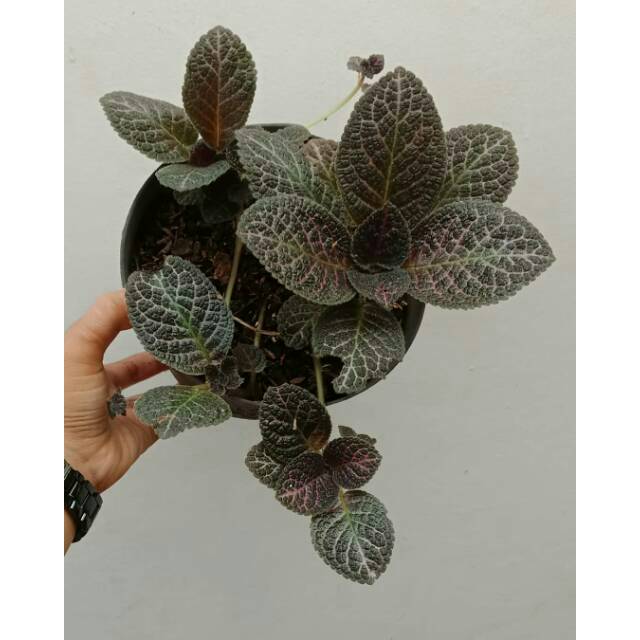 Tanaman hias gantung episcia - begonia daun