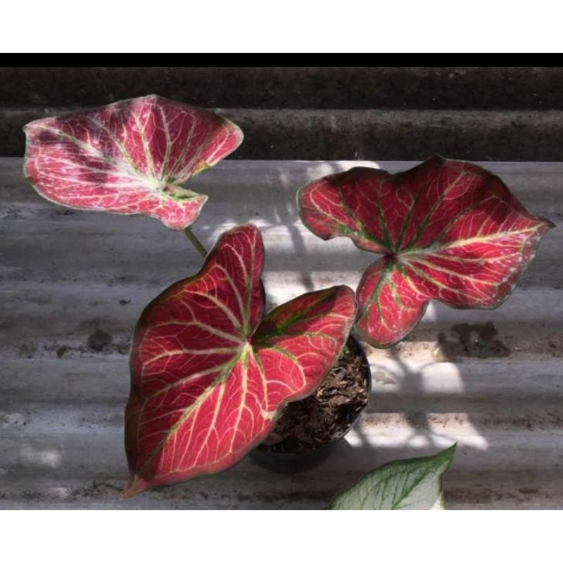 caladium/keladi rich of thai(ROT) tulang hijau